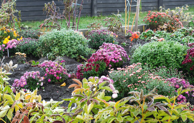 Frost on chrysanthemums: the end of flowering.