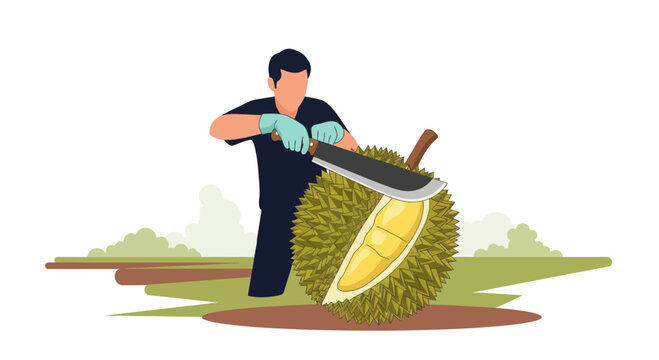 Fresh Durian Fruit Being Cut With Machete By The Person in The Garden In Vector