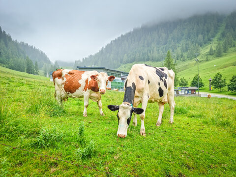 Two cows in a green field in a mountain of Zauchensee, Austria