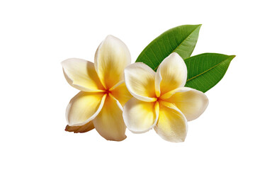 Two vibrant, creamy-yellow plumeria flowers, with a soft, pale cream center,  and deep yellow centers, rest on lush, glossy green leaves against a black background