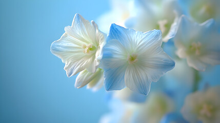 Fototapeta premium Close up macro of delicate white and blue hydrangea petals with soft focus and a dreamy pastel blue background
