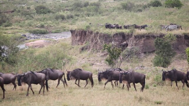 Thousands of wildebeest in the Great Migration jump off a cliff in this river crossing video from the Serengeti National Park in Tanzania