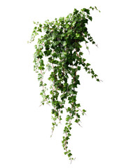 Lush green cascading ivy plant