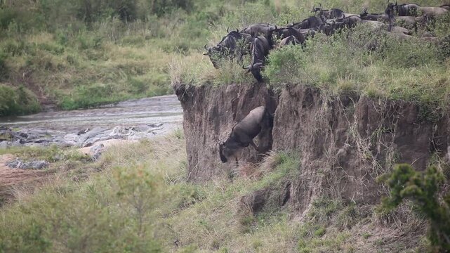 Thousands of wildebeest in the Great Migration jump off a cliff in this river crossing video from the Serengeti National Park in Tanzania