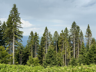 Scenic forest landscape with tall evergreen trees under cloudy sky