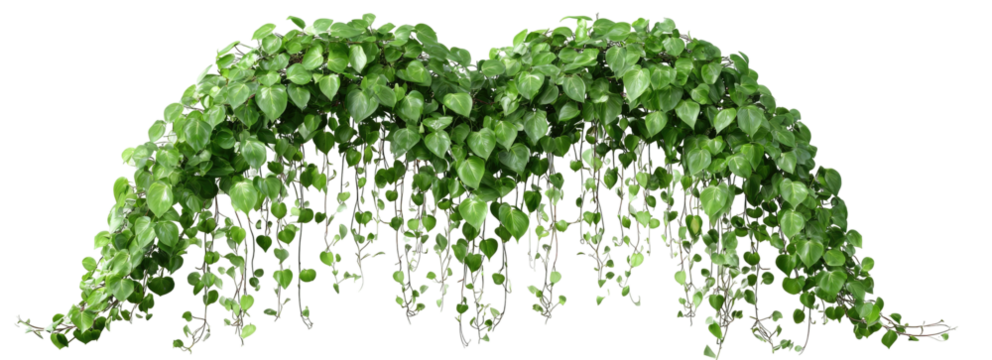 Lush green plant, cascading foliage