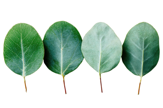 Four eucalyptus leaves, arranged in a horizontal row, progressively changing shade from deep green to a light grayish-green