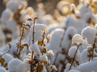 Eurasian nuthatch or wood nuthatch, lat. Sitta europaea, sitting on a tree trunk with a blurred background.