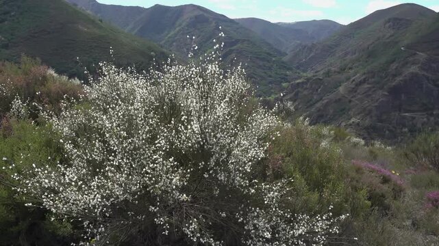 White Broom Swaying Before Rugged Mountain Backdrop - 1907