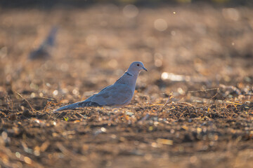 The cuckoo in the field feeds on the rest of the grain after the harvest