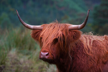 A brown highland cow in Glen Nevis in Scotland 