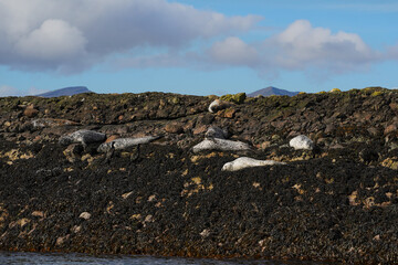 Grey seals colony near Oban in Scotland