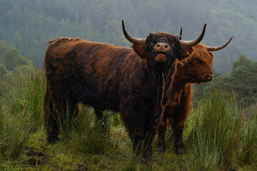 brown highland cows in Glen Nevis in Scotland 