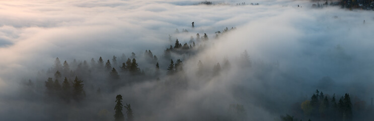 Mist drifts across a forested Pacific Northwest landscape near Portland, Oregon. Fog and mist forms when moist air cools to its dew point, causing water vapor to condense.