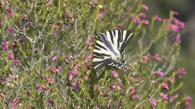 Close-Up of Scarce Swallowtail on Windy Branch - 1931