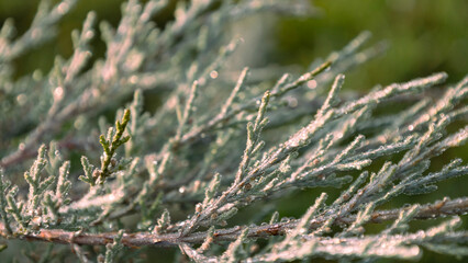blue juniper bushes in drops of dew, rain