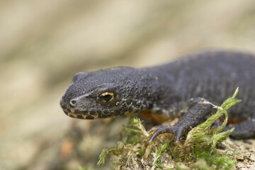 Close-up view of a young male alpine newt, with its textured skin and golden eye, perched on green moss against a blurred earthy background.