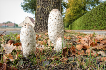 Shaggy ink cap mushrooms growing near a tree trunk, surrounded by autumn leaves and grass on a sunny day.