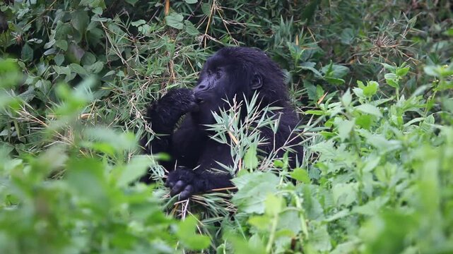 Mom and baby gorilla eating and relaxing in the Virunga Mountains of Rwanda