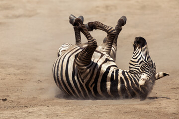 Amboseli National Park, Kenya: Zebra Dust Bath and Grooming Session