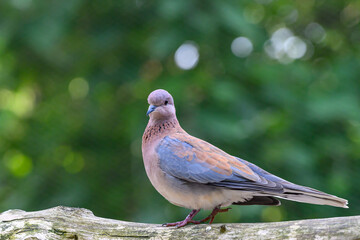 a blue dove on a branch