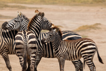 Amboseli National Park, Kenya: Zebra Family Portrait in the African Savanna