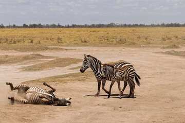 Amboseli National Park, Kenya: Plains Zebra Dust Bath - Mother and Foal in the African Savanna