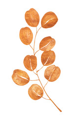 Watercolor branch with round copper orange leaves on white background. Warm autumn botanical illustration ideal for prints, packaging, and seasonal natural decor.