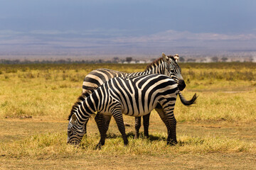 Amboseli National Park, Kenya: Plains Zebras Grazing Peacefully on the Savanna