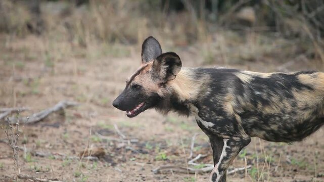 Incredibly rare African wild dog with huge ears walking close to camera