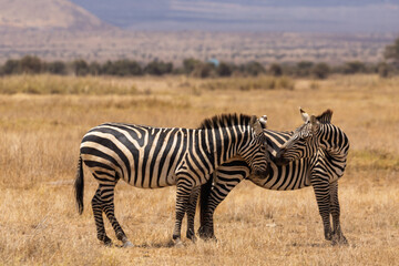 Amboseli National Park, Kenya: Zebra Affection in the African Savanna