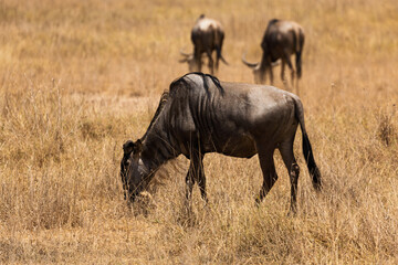 Amboseli National Park, Kenya: Wildebeest Grazing in the Golden Savannah.
