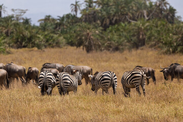 Amboseli National Park, Kenya: Zebras and Wildebeest Grazing on the Savanna.