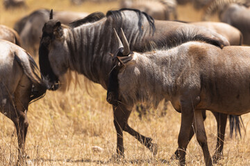 Amboseli National Park, Kenya: Wildebeest Herd on the African Savanna