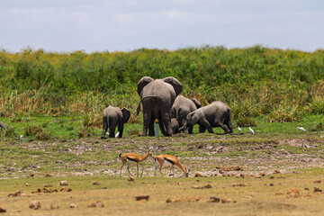 Fototapeta premium Amboseli National Park, Kenya: Elephant Family, Gazelles, and Egrets Coexisting on the Savanna