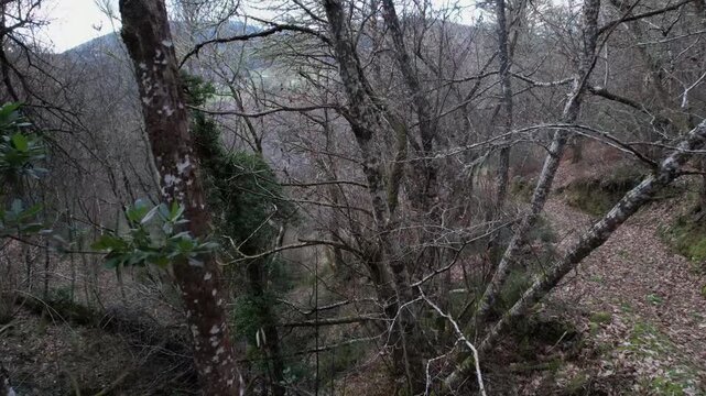 Weaving Through Bare Trees in Autumn Forest -2125
