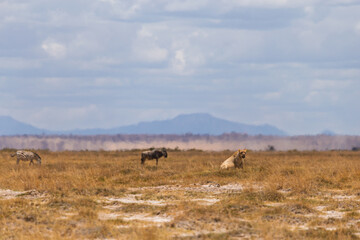 Amboseli National Park, Kenya: Lion, Zebra, and Wildebeest on the Arid Savanna Plains