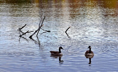 Geese ducks on a river in Laval, Quebec, Canada