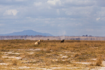 Amboseli National Park, Kenya: Lioness and Buffalo on the Dusty Savannah.