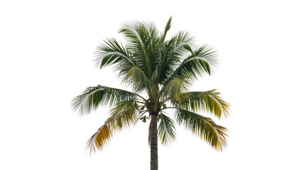 A vibrant palm tree with lush green and yellowing fronds, isolated on a solid dark transparent background, perfect for a cutout. background removed