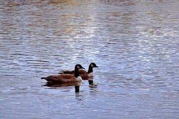 Geese ducks on a river in Laval, Quebec, Canada