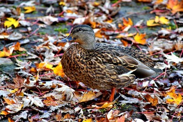 A duck on a river shore during fall in Laval, Quebec, Canada