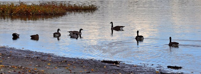 Geese ducks on a river in Laval, Quebec, Canada