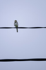 
A little bird on a wire