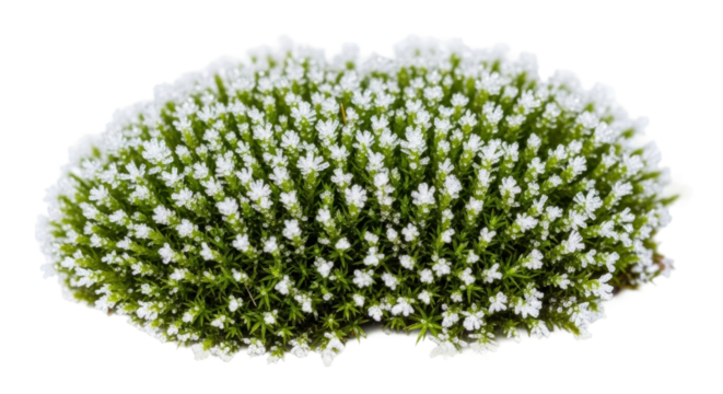 Dense cushion of white-frosted saxifraga flowers in bloom