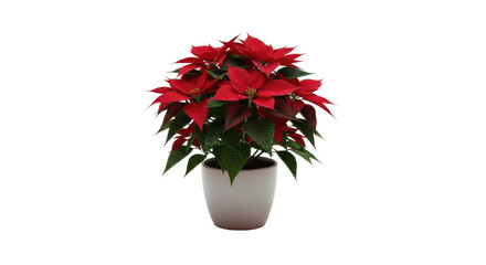 Vibrant red poinsettia plant in white pot - festive holiday decor