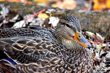 A duck on a river shore during fall in Laval, Quebec, Canada