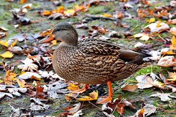 A duck on a river shore during fall in Laval, Quebec, Canada