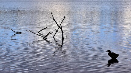 Duck and tree silhouette with water reflection on a river in Laval, Quebec, Canada
