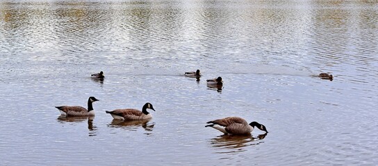 Geese ducks on a river in Laval, Quebec, Canada